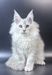 Kitti